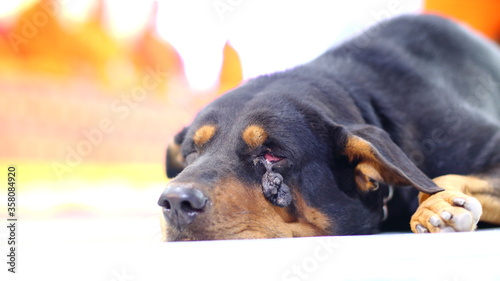 A black dog with an eye wound on a white background