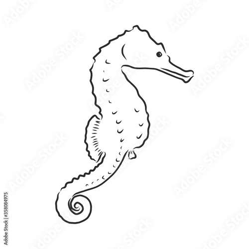 Vector illustration of a seahorse in the old-fashioned style and line-art style. seahorse, vector sketch illustration