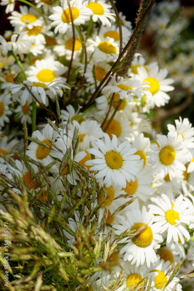 Obraz premium Meadow flower and graas bouquet. celebration of the midsummer holidays (Ligo) in Latvia. 