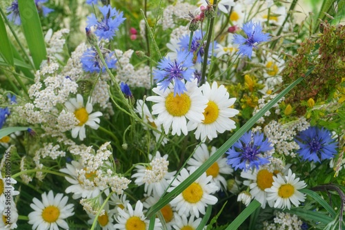 Meadow flower and graas bouquet. celebration of the midsummer holidays (Ligo) in Latvia.  