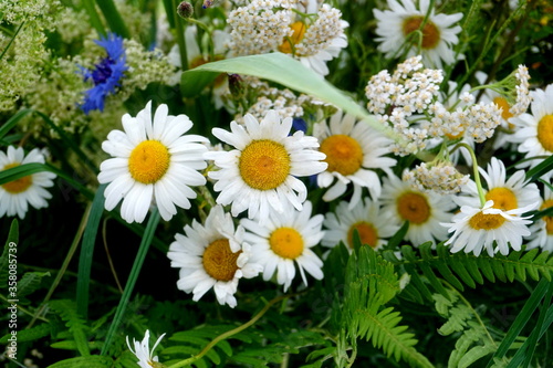 Meadow flower and graas bouquet. celebration of the midsummer holidays  Ligo  in Latvia.  