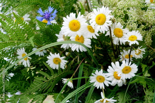 Meadow flower and graas bouquet. celebration of the midsummer holidays (Ligo) in Latvia.  