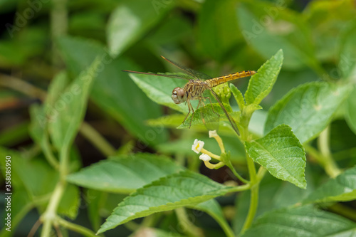 Dragonflies on flowers and green leaves © Sitak