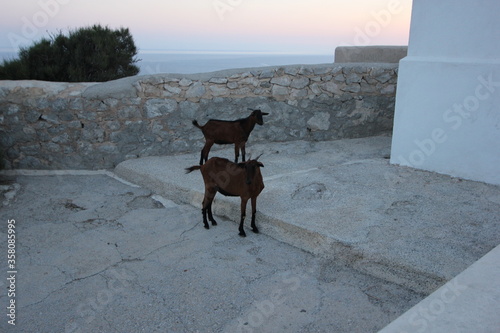 two young brown balearic rocky mountain goats (cabra mallorquina) looking for green grass on a stone ground surface on the hills of Formentor Lighthouse Cape (Cap de Formentor). Mallorca, Spain photo