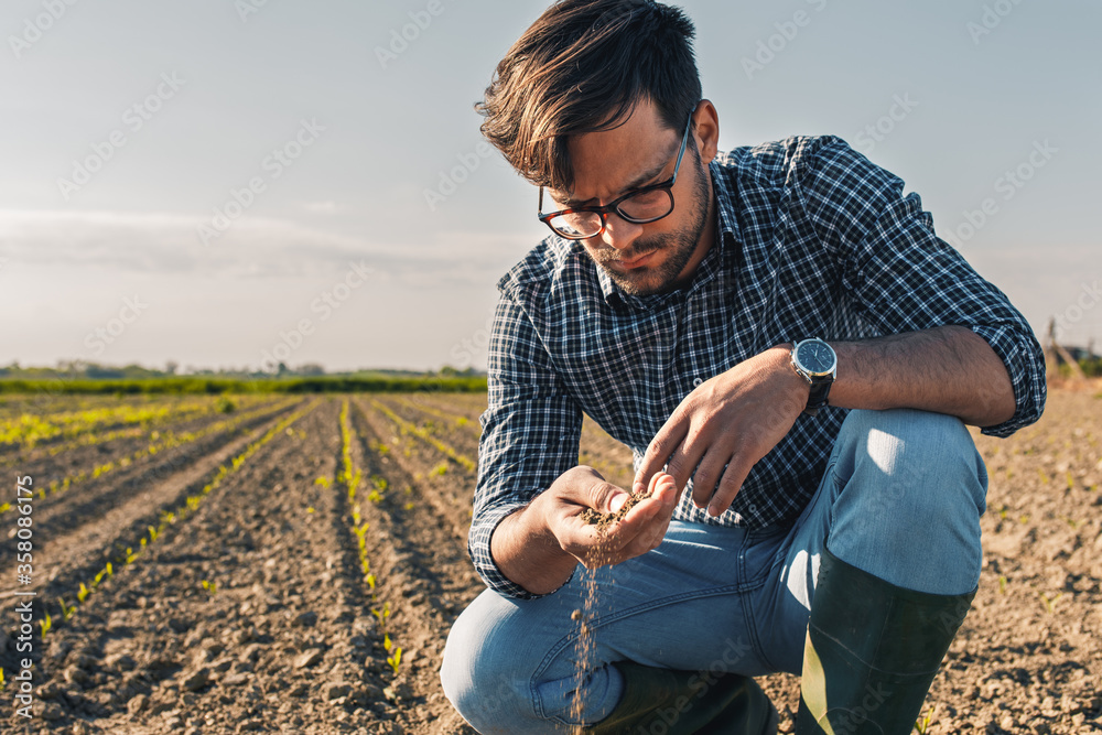 Young farmer in corn field examining soil quality. - obrazy, fototapety, plakaty 