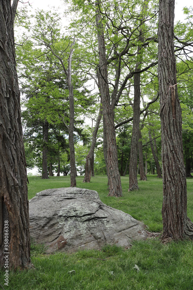 Boulder rising up from the ground amid the trees in a grove at the park Boulder rising up from the ground amid the trees in a grove at the park