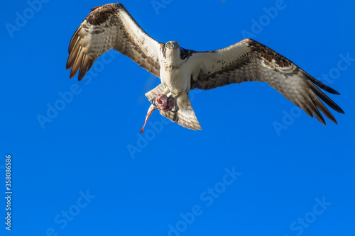 osprey with catfish in flight