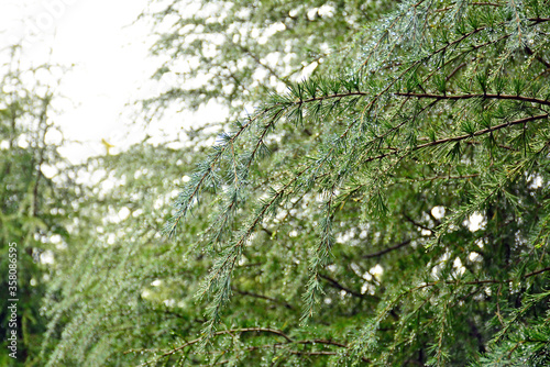 Pine tree with water droplets in Osaka  Japan