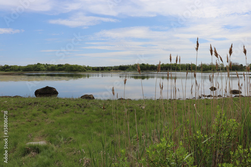 Landscape of reeds along the wetlands with distant trees and clouds reflected in the calm water