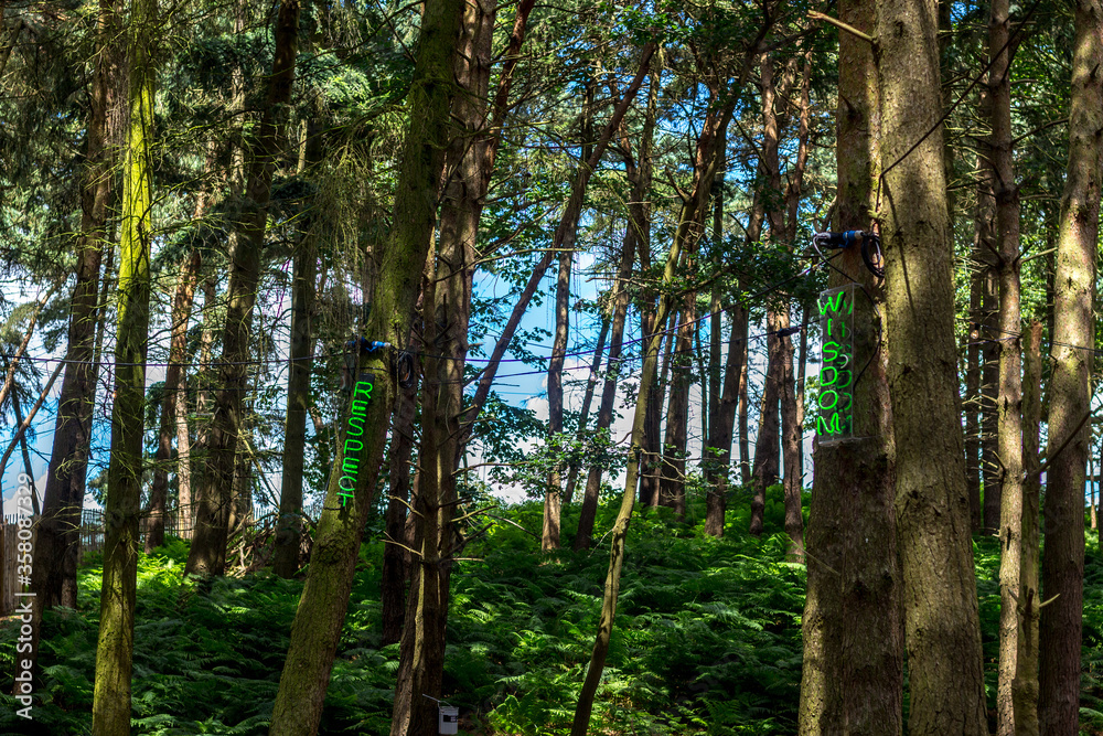 Fototapeta premium trees in the forest