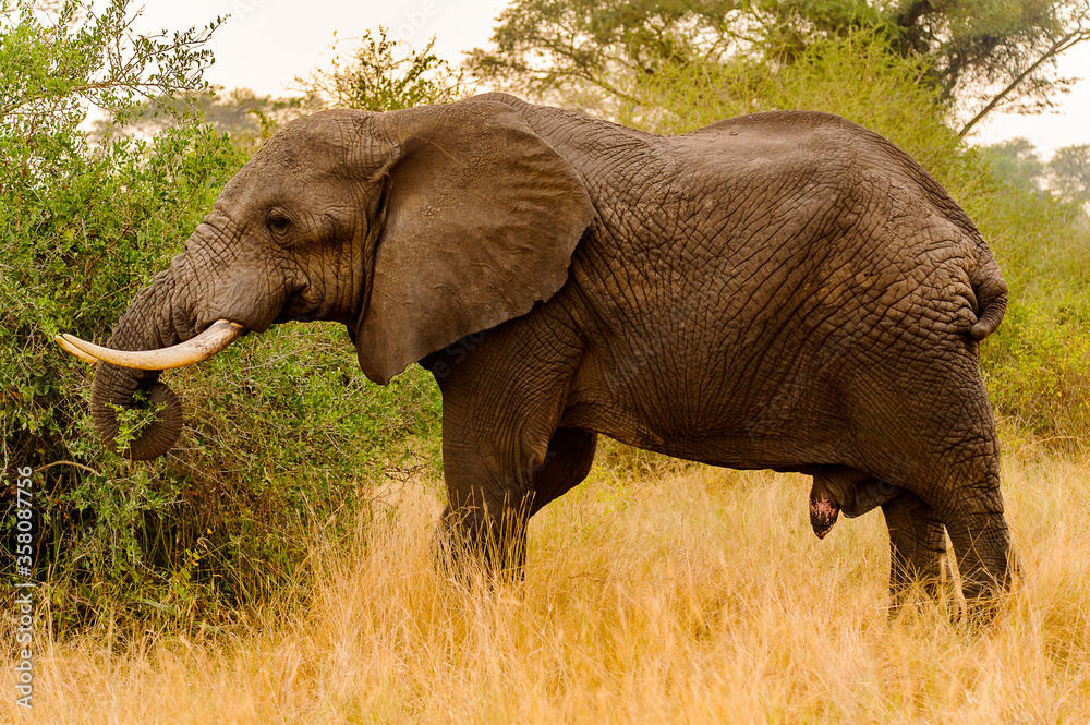 It's African elephant eats from the tree