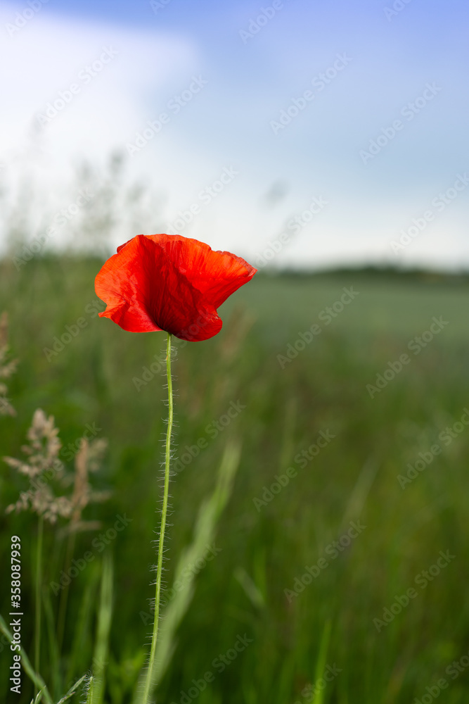 Wild red poppy flower on the field Wild red poppy flower on the field