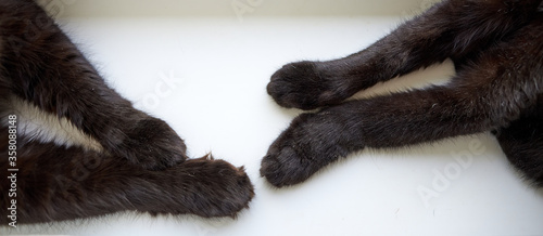 Front paws of two black cats. Concept for cooperation, union, likeness, unanimity, comradeship