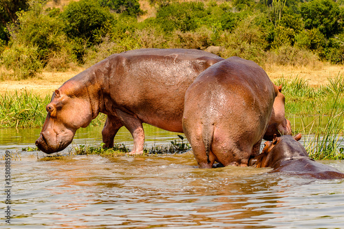 It's Hippopotamus in the river in Uganda, Africa