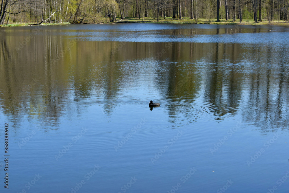 ducks on the lake ducks on the lake