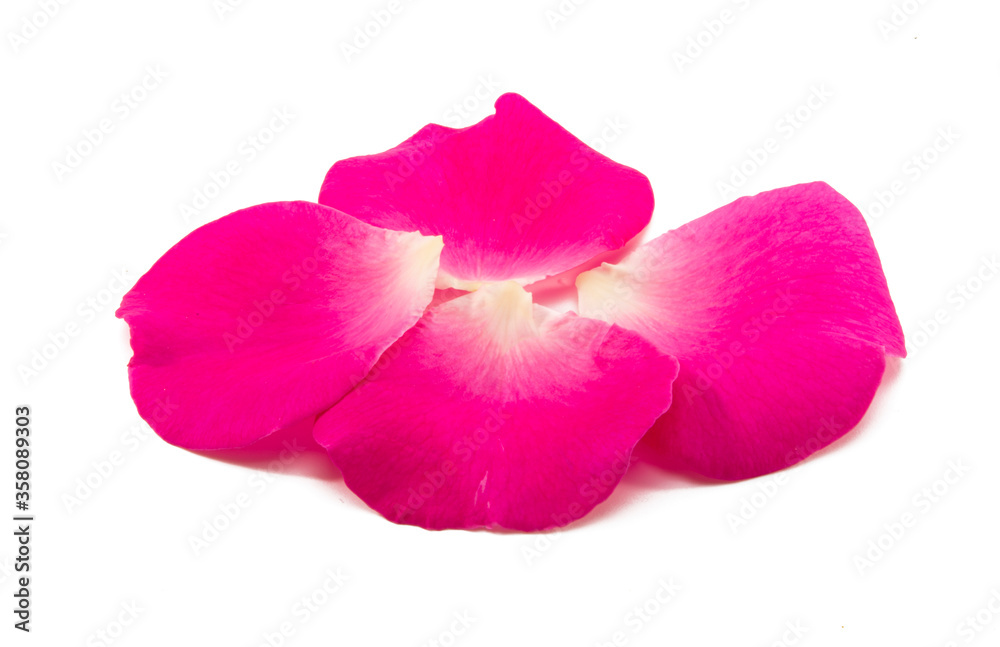 pink rose isolated pink rose isolated