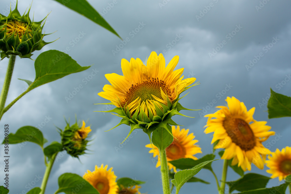 A field of sunflowers before the rain. Black rain clouds over a field of sunflowers