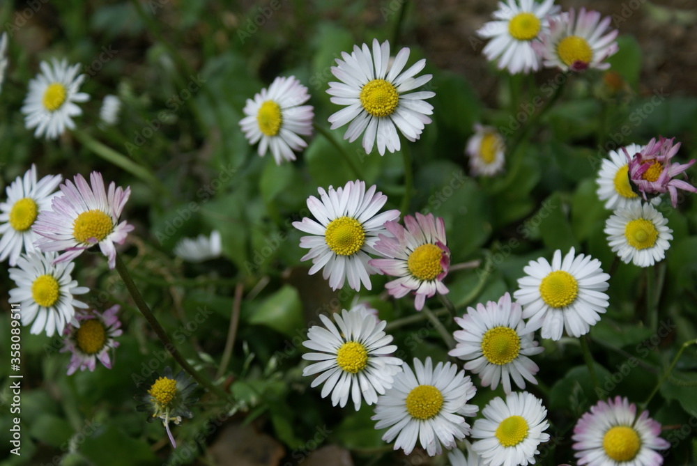 Daisies in a field Daisies in a field