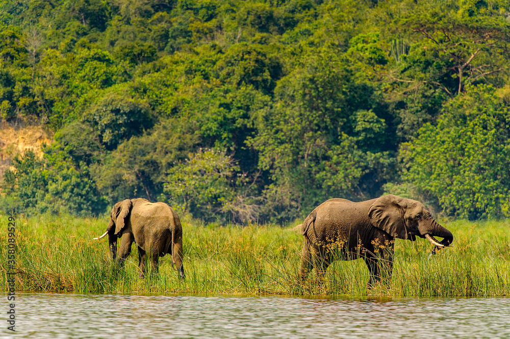 Fototapeta premium It's Hippopotamus in the river in Uganda, Africa
