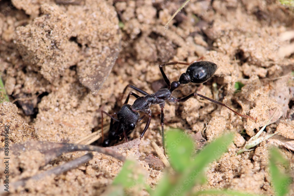 Black Bull Ant (Myrmecia pyriformis) major worker repairing nest entrance, South Australia Black Bull Ant (Myrmecia pyriformis) major worker repairing nest entrance, South Australia