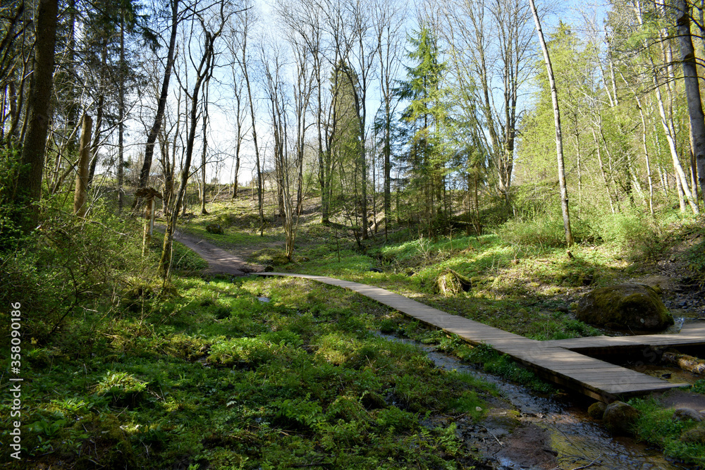 path in the woods path in the woods