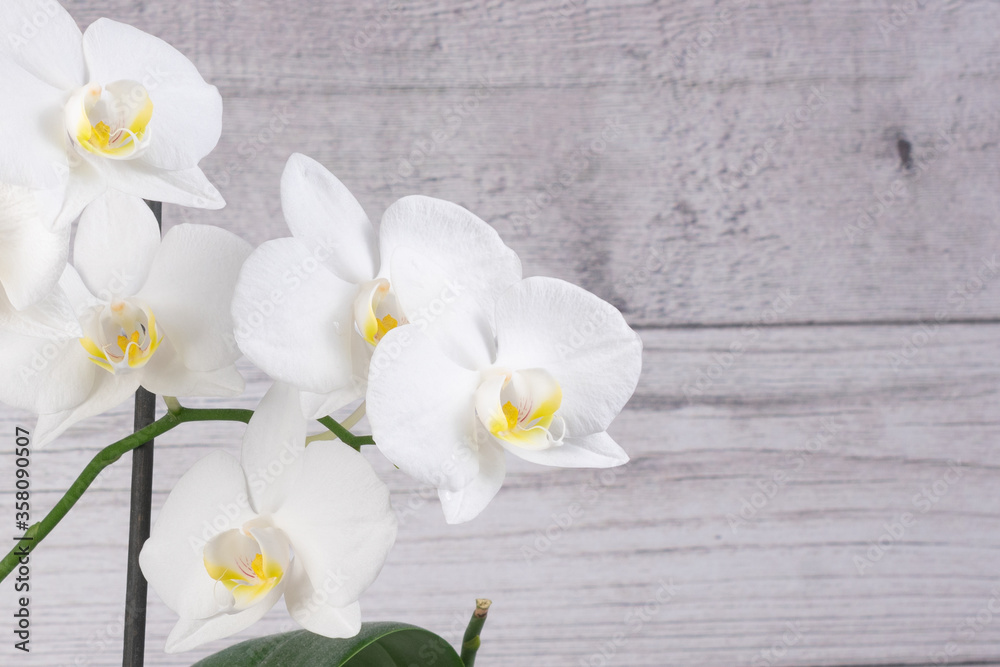 Obraz premium White flowers against a wooden wall close up
