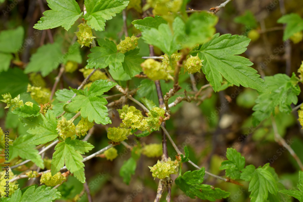 white currant bush white currant bush