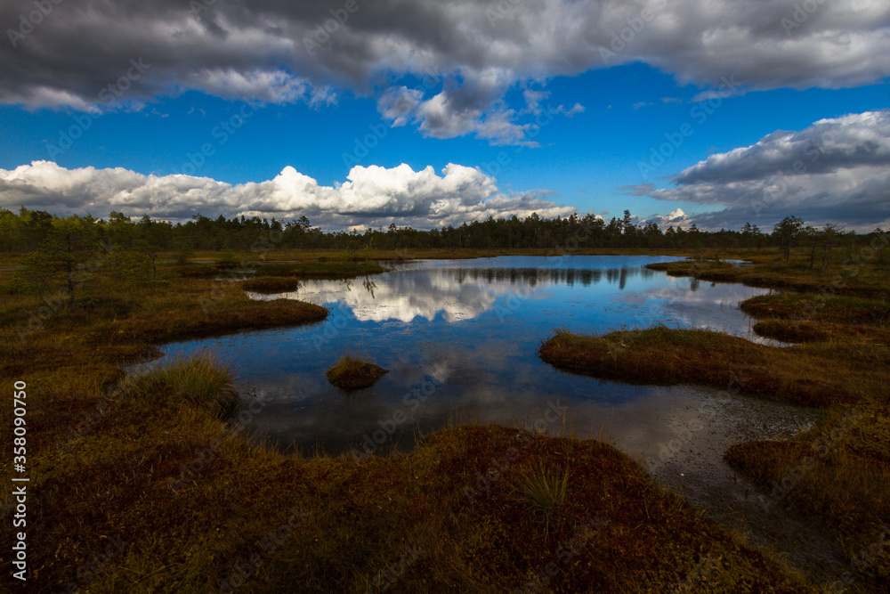 Swamp on a sunny day in great colors