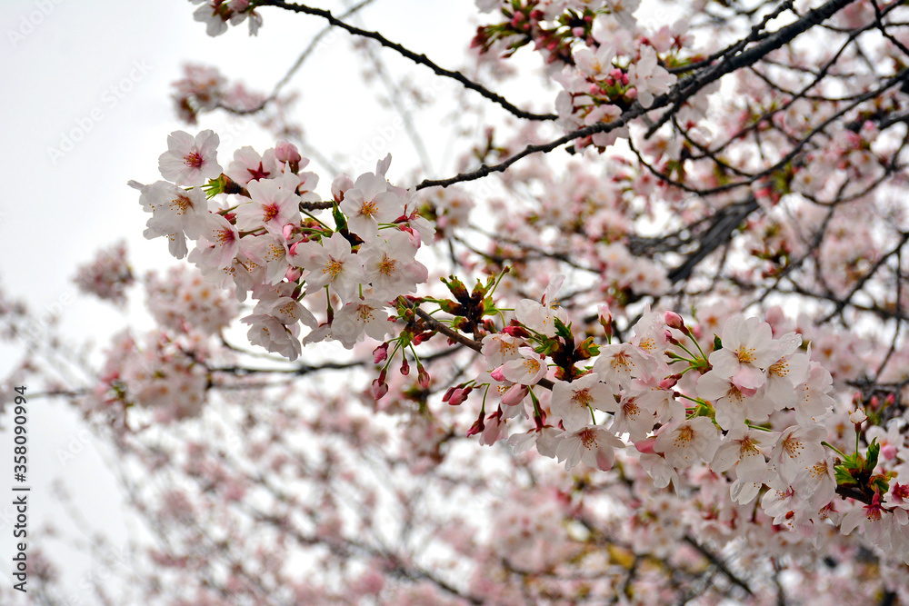Cherry blossom or sakura during spring time in Osaka, Japan