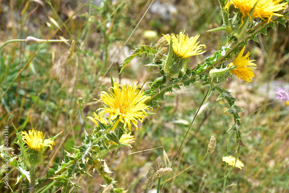 cardo in fiore, pianta spontanea, sicilia