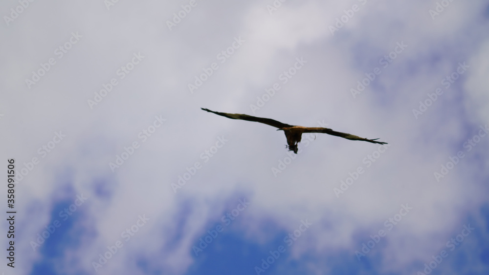 a red milan, milvus milvus is flying on the blue sky a red milan, milvus milvus is flying on the blue sky