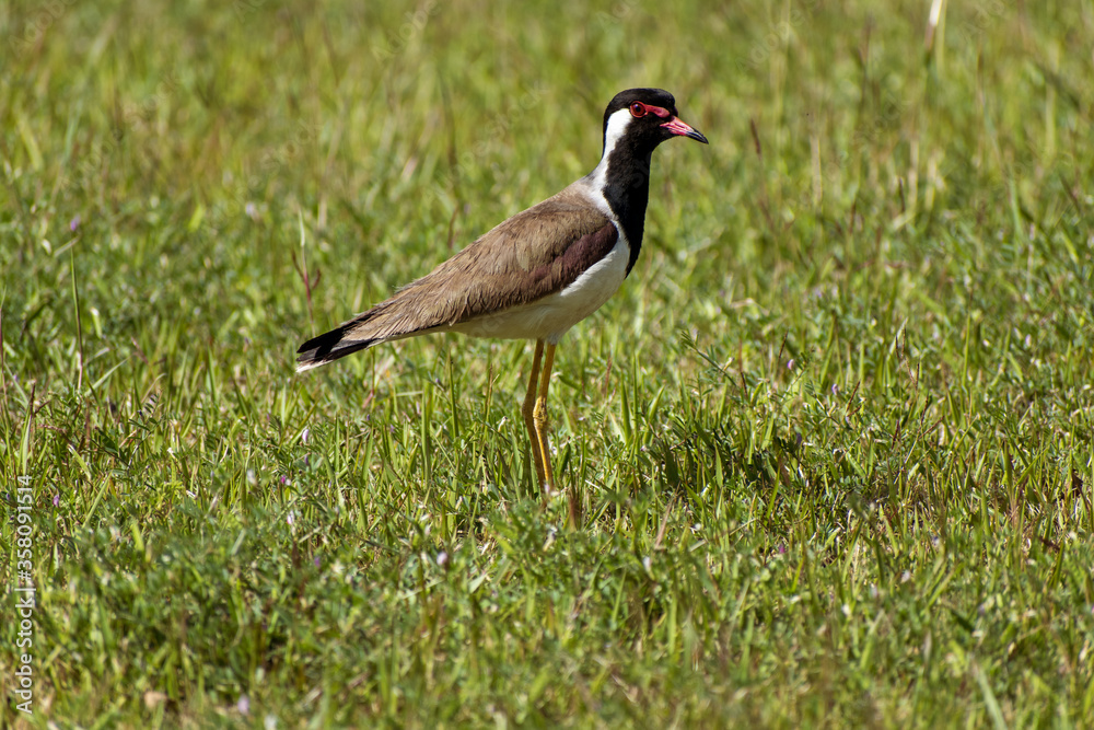 brown & black bird in ground with green grass lapwing brown & black bird in ground with green grass lapwing