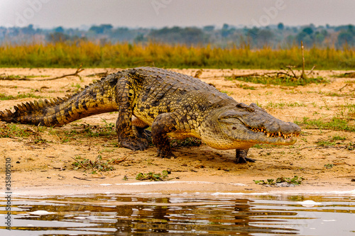 It's Crocodile in Uganda, Africa © Anton Ivanov Photo