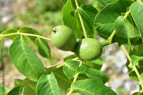 noci immature  dentro la  buccia verde della drupa