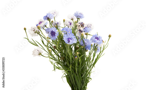 cornflowers flowers isolated