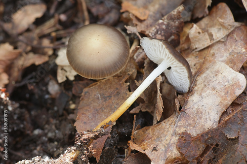 Strobilurus tenacellus, commonly known as the pinecone cap, wild mushroom having antibiotic properties photo