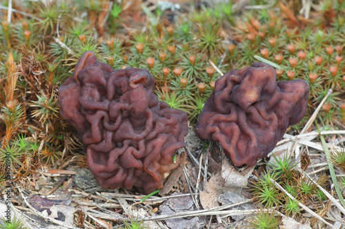 Gyromitra esculenta, known as the False Morel, deadly poisonous fungus from Finland