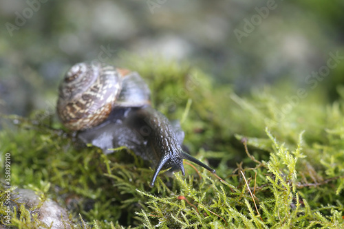 Arianta arbustorum  a land snail known as the copse snail  a terrestrial pulmonate gastropod mollusk from Finland