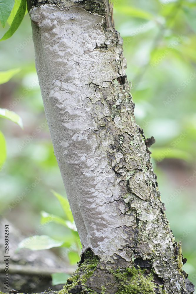 Smooth Bristle Bracket, Phellinus laevigatus, wild fungus from Finland Smooth Bristle Bracket, Phellinus laevigatus, wild fungus from Finland