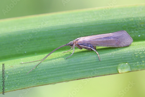 Limnephilus affinis, a caddisfly from Finland with no common english name photo