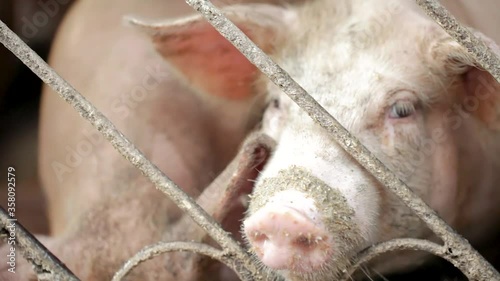 Group of pigs in farm yard. Breeding Pigs Farm. Young pig in shed