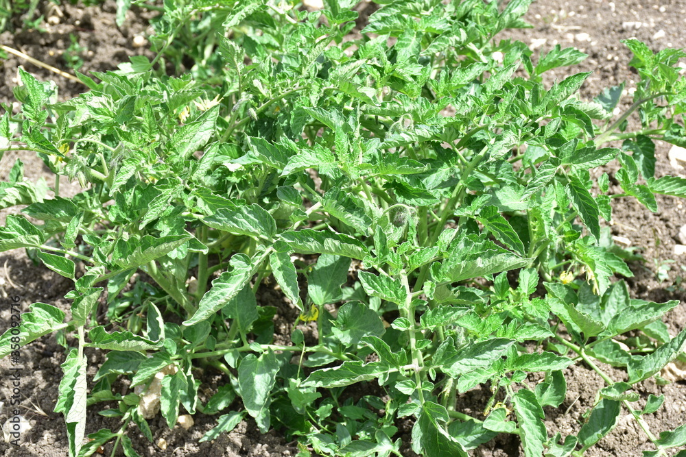 Pianta di pomodoro, Sicilia