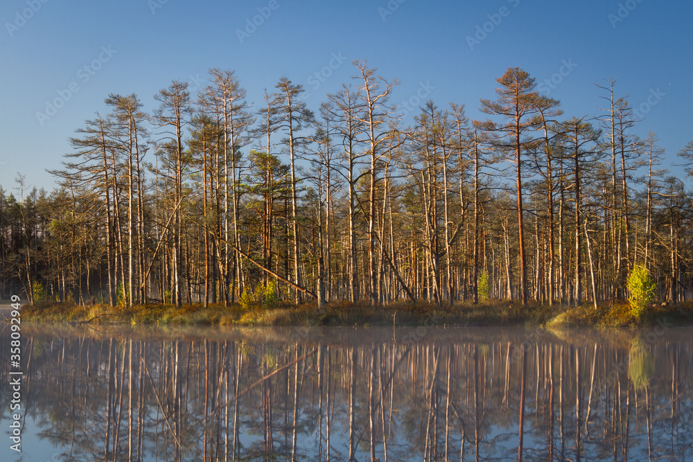 Swamp on a sunny day in great colors Swamp on a sunny day in great colors