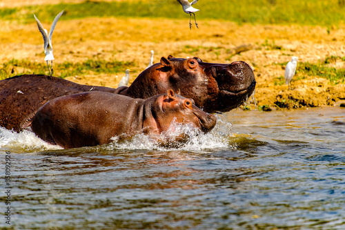 It's Hippopotamus in Uganda, Africa