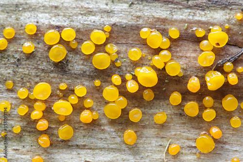 Dacrymyces capitatus, jellyspot fungus from Finland photo