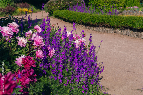 A fragment of a garden with a winding path, a green hedge and a beautiful motley flower bed with peonies and larkspur in the foreground. Ornamental garden, landscape park at sunny summer day.