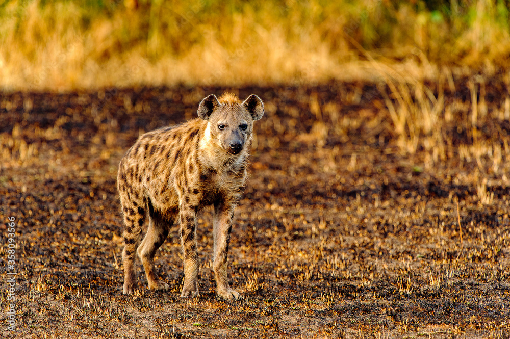 It's African spot hyena in Uganda