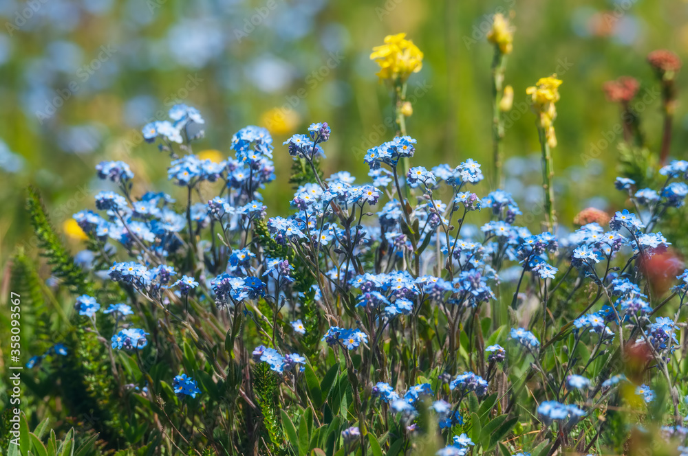 Beautiful blue forget-me-nots on a green meadow in the highlands at a sunny summer morning. Forget-me-not background. Summer mood.