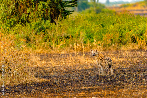 It s African spot hyena in Uganda