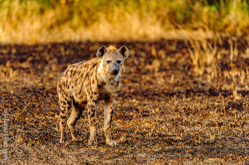 Obraz na płótnie It's African spot hyena in Uganda w salonie